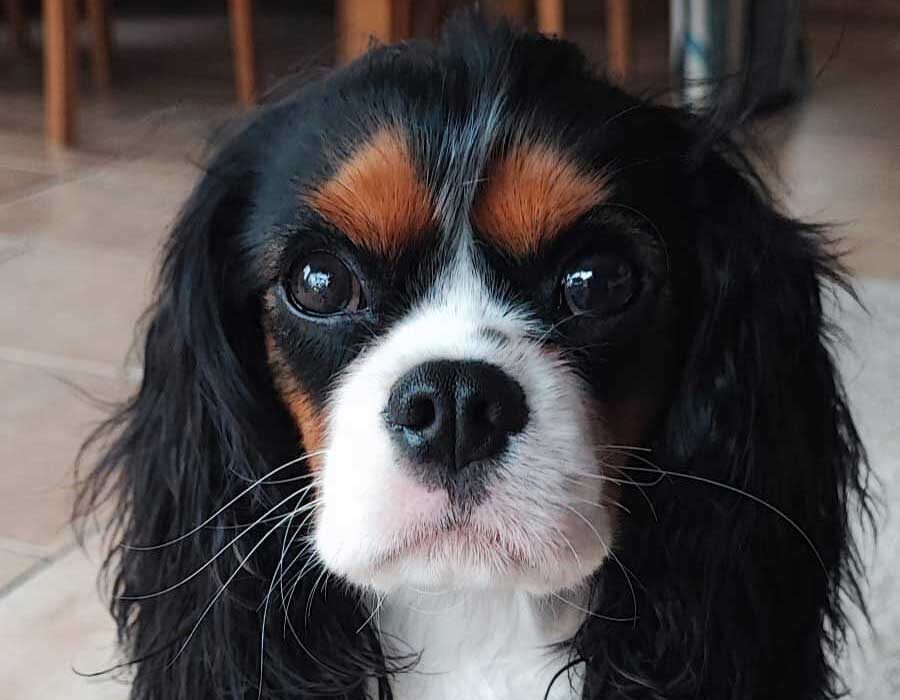 Schulbegleithund „Ruby``